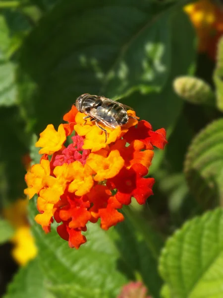 Fly on a lantana flower — Stock Photo, Image