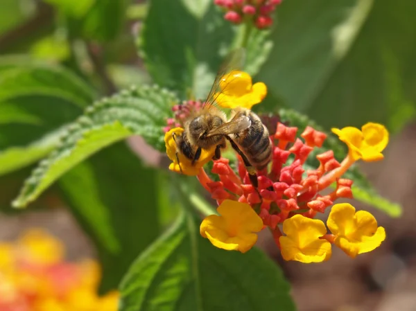 Bee on lantana flower — Stock Photo, Image