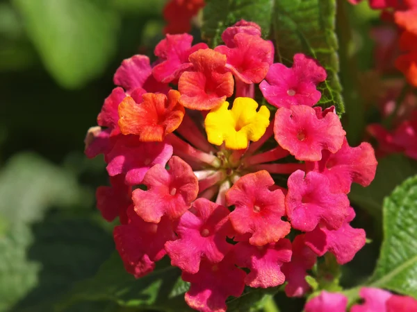 Flores de Lantana — Fotografia de Stock
