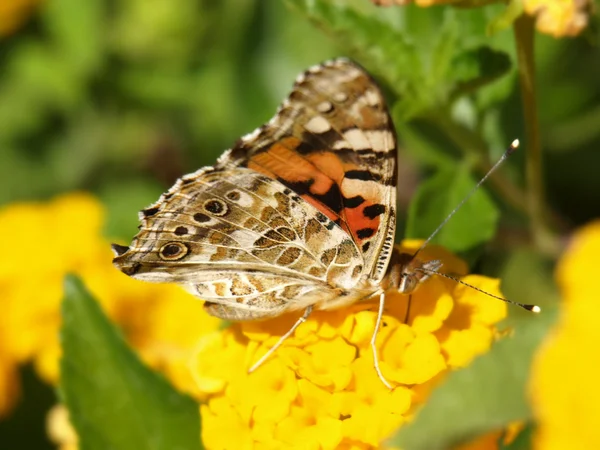 stock image Butterfly on lantana