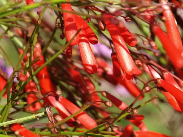 Flores campanas rojas — Foto de Stock
