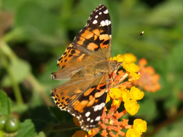 stock image Butterfly on lantana flower