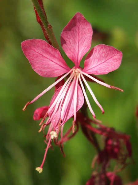 Экзотический розовый цветок — стоковое фото