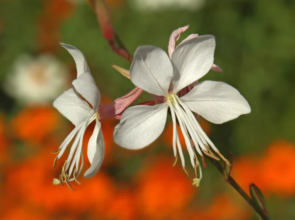Экзотические белые цветы — стоковое фото