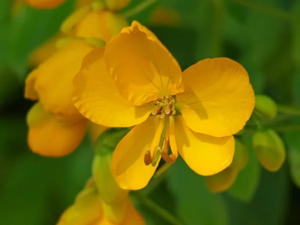 入手オレンジ色の花 — ストック写真