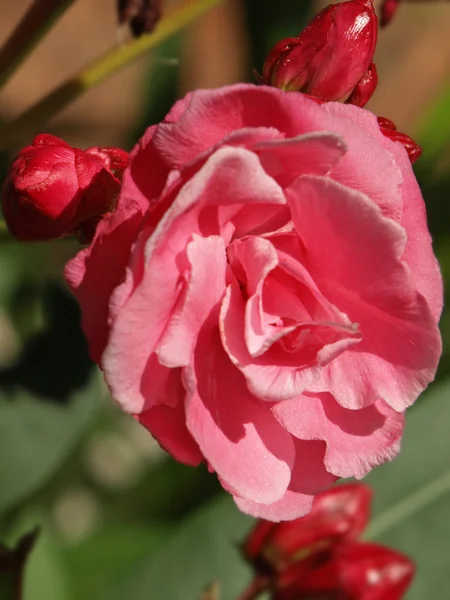 Laurel rosa —  Fotos de Stock