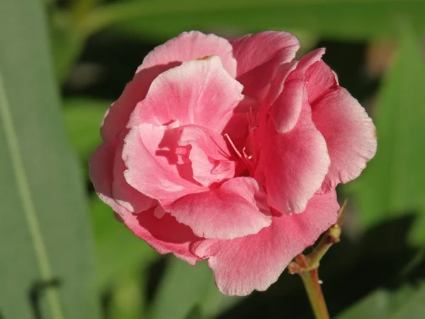 Laurel rosa —  Fotos de Stock