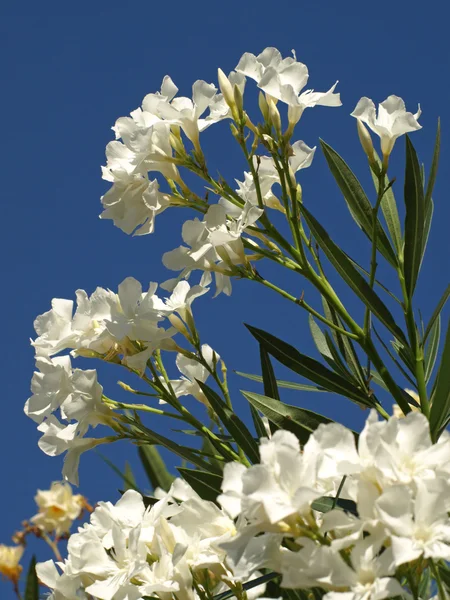 Biały oleander — Zdjęcie stockowe