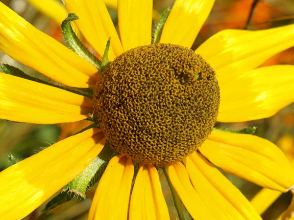 Núcleo de flor amarela — Fotografia de Stock