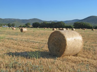 Hayrolls