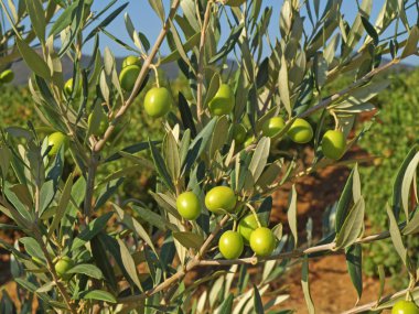 Yeşil Zeytin dalları