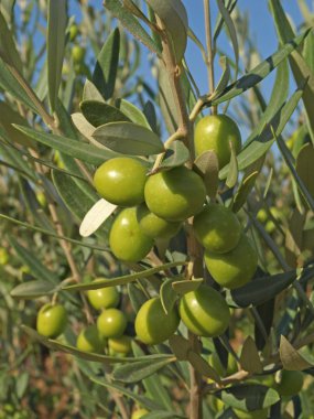 Branches with green olives clipart