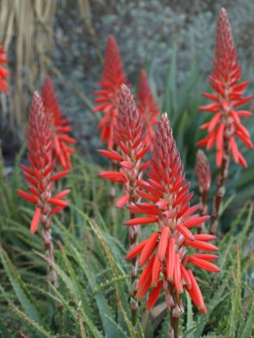 Aloe maculata flowers clipart