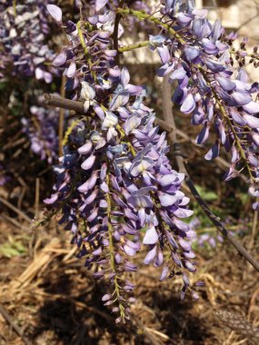 Wisteria çiçekler