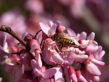 Pembe çiçeklerdeki arı