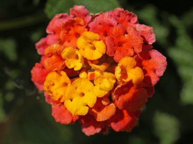 Lantana çiçek