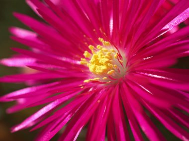 Lampranthus spectabilis