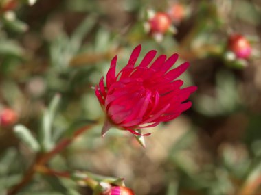 Lampranthus spectabilis