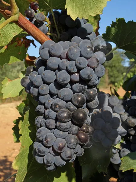 Kiście winogron — Zdjęcie stockowe