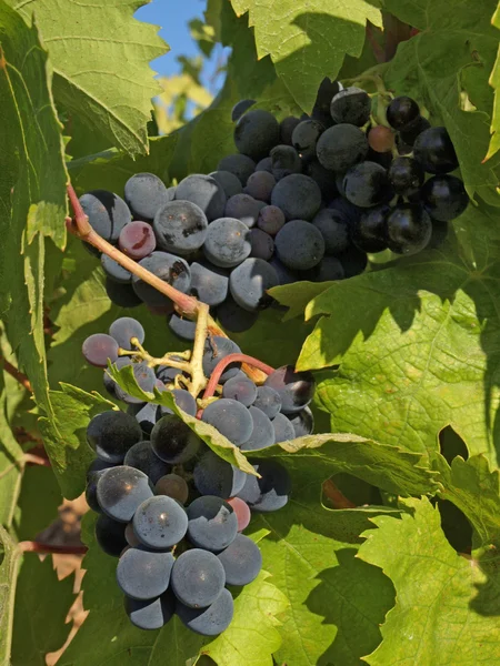 Kiście winogron — Zdjęcie stockowe