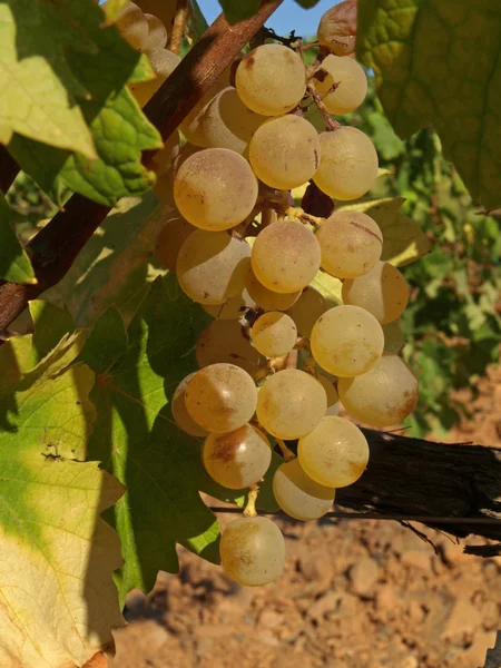 Mazzi di uva bianca — Foto Stock