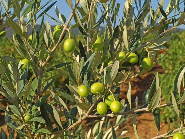 Větve se zelenými olivami — Stock fotografie