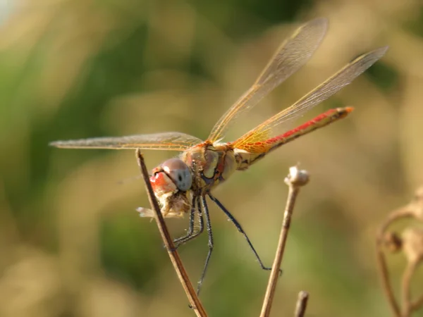 stock image Dragonfly