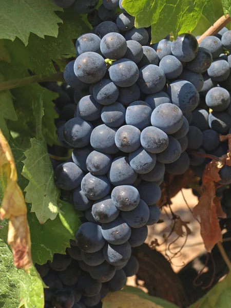Булки винограда — стоковое фото