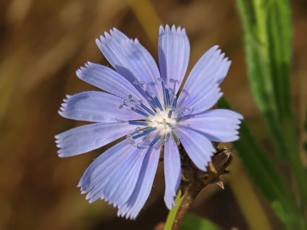 Flor azul — Foto de Stock