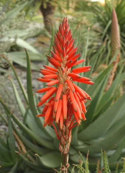 Aloe maculata blommor — Stockfoto