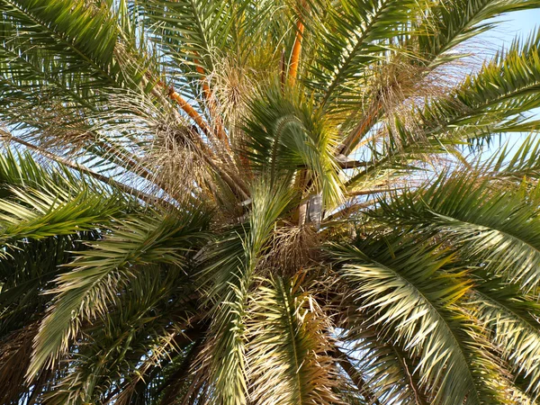 stock image Palm tree close-up