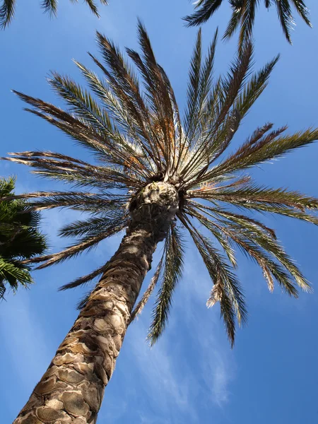 Stock image Palm tree