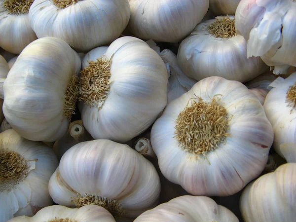 stock image Garlic