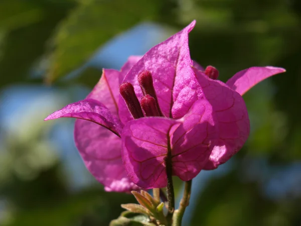 Bougainvillaea blomma — Stockfoto