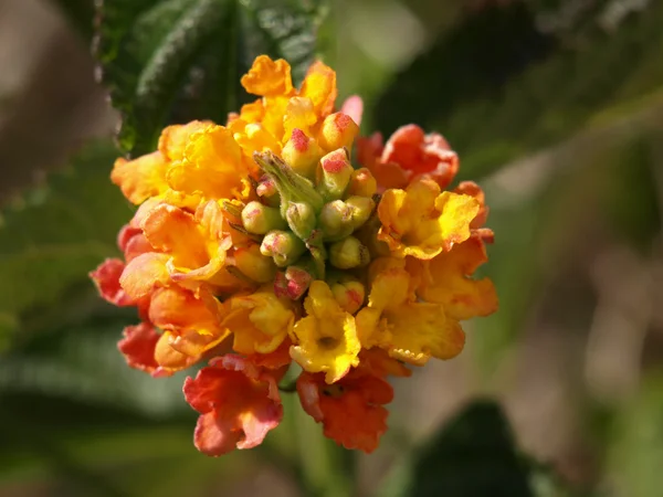 Цветок Лантаны — стоковое фото