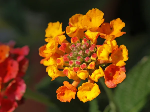 Lantana çiçek — Stok fotoğraf