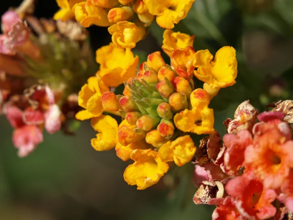 Flores de Lantana — Fotografia de Stock