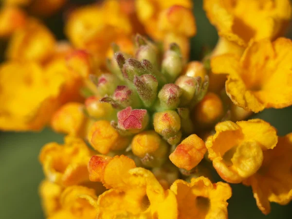 Flor de lantana —  Fotos de Stock