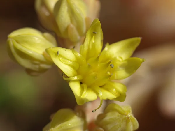 Żółty kwiat w kształcie gwiazdy — Zdjęcie stockowe