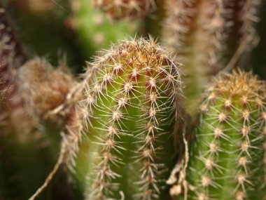 Echinocereus engelmanni