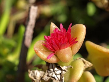 Sedum nussbaumerianum flower clipart