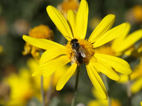 Bee on a yellow daisy — Stock Photo, Image