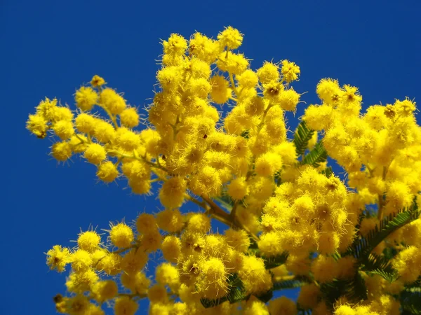 Mimoza kwiaty — Zdjęcie stockowe