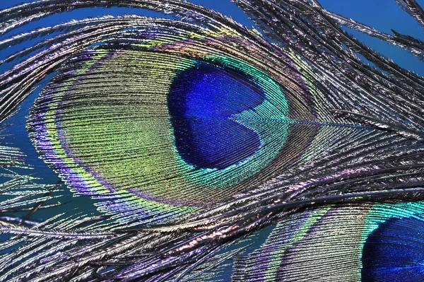 孔雀の羽 — ストック写真