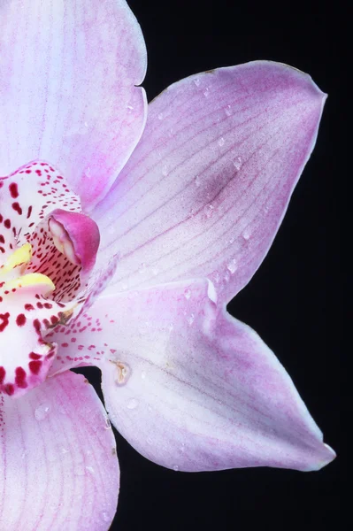 Orquídea rosa —  Fotos de Stock