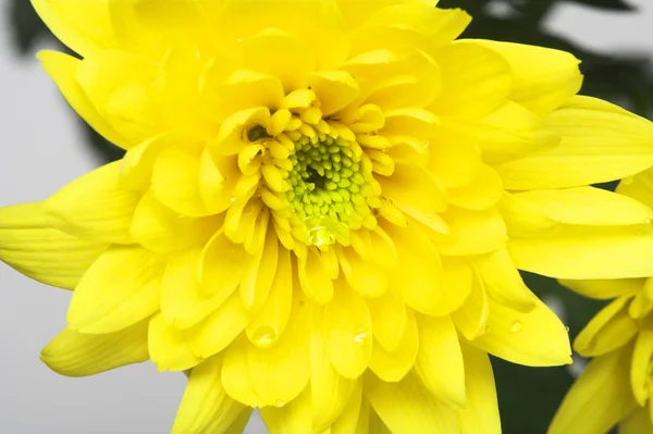 Crisantemos amarillos —  Fotos de Stock