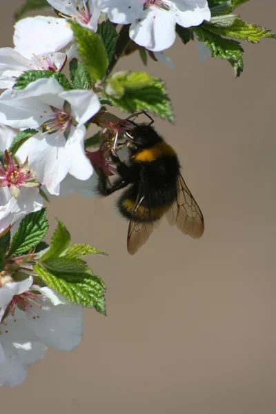 Bumblee-μέλισσα — Φωτογραφία Αρχείου