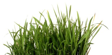 Green grass clipart
