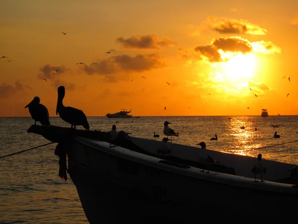 Karibiska sunset — Stockfoto