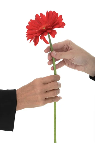Women hands with flowers — Stock Photo, Image